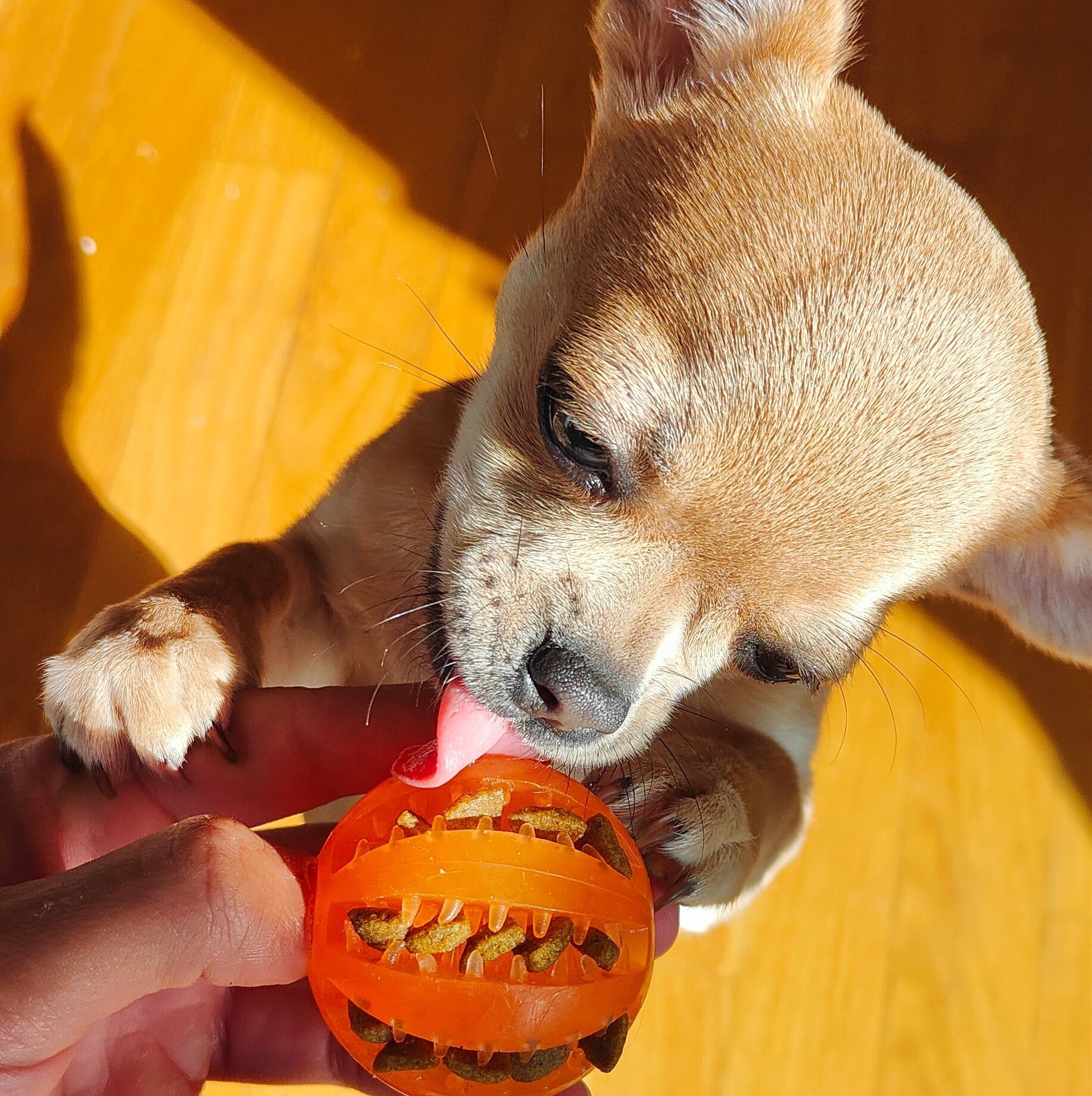 Pelota Interactiva para Perros | Juguete de Goma , Limpieza Dental y Dispensador de Comida